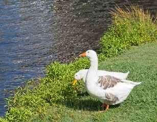 Pair of geese looking out into a river and relaxing