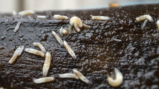 Macro capture: Fruit fly larvae interacting on a putrid fruit surface.