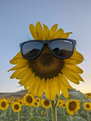 Scenic view of a sunflower with sunglasses in a field under a blue sky.