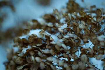 a bunch of brown flowers are covered with snow and snow