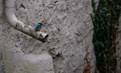 Dainty little bird is perched on the top of a metal pipe, with a round opening - obrazy, fototapety, plakaty