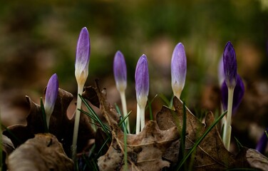 two small purple flowers stand out from the leaves on the ground
