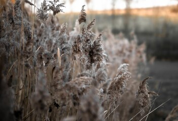 a group of grass blowing in the wind with sun peeking through