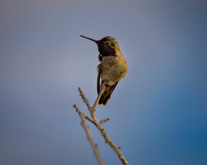 Hummingbird perched on a branch against a blue sky background