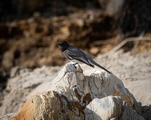 Black phoebe bird perched atop a rocky outcropping, overlooking a rocky landscape