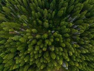 Fototapeta premium Aerial view of a lush and vibrant forest with an abundance of tall, green trees