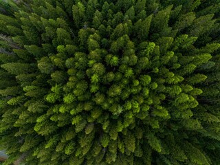 Fototapeta premium Aerial view of a lush and vibrant forest with an abundance of tall, green trees