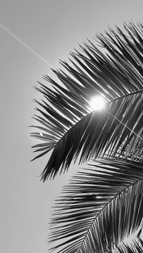 Landscape vertical wallpaper of sun through palm tree leaves