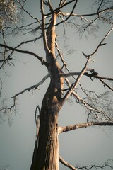 Vertical shot of a high tree against the sky
