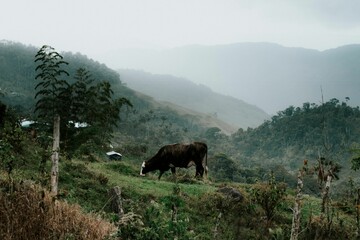 Black and white cow grazing on the slope of a hill covered with lush greenery