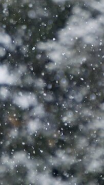 Vertical Video - Slow motion of heavy snow falling on trees in a dense forest