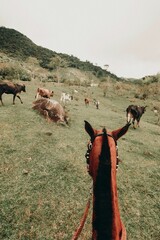 Vertical POV of an equestrian looking at horses on the green field