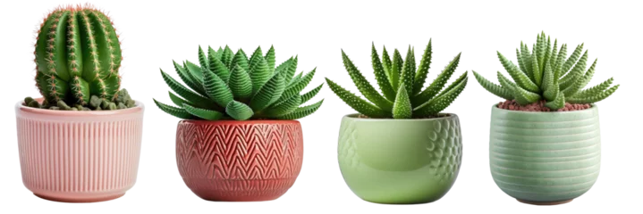 Foto op Aluminium collection of small indoor plants , various cactus and succulent plants in different pots. isolated on white or transparent PNG. home indoor design, © Transparent png