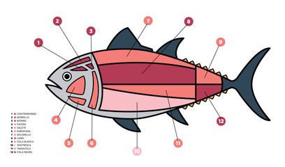 Tuna Cuts diagram (ronqueo). Parts of tuna written in Spanish.