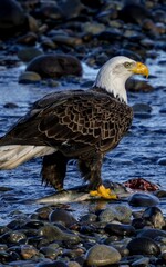 Majestic bald eagle with freshly caught fish.