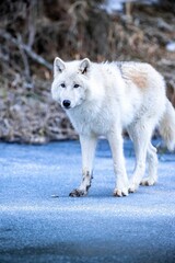 Obraz premium White wolf standing in snow covered ground