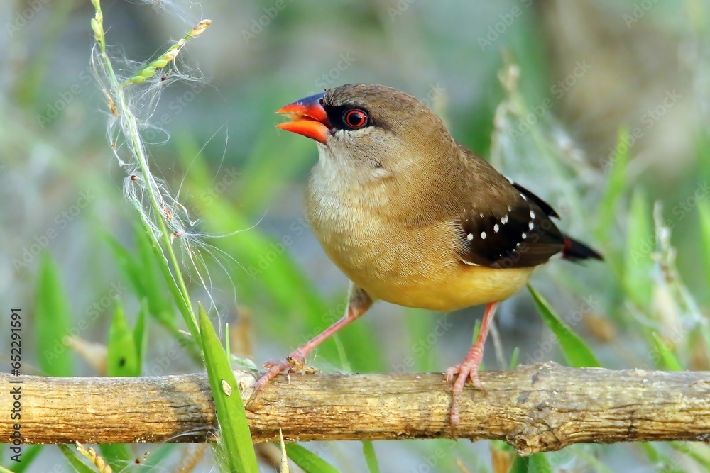 Canvas Prints Closeup shot of a female red avadavat perched on a branch