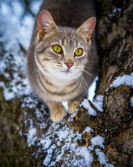 Naklejka na ściany i meble Vertical closeup shot of an adorable tabby cat with green eyes in a snowy park