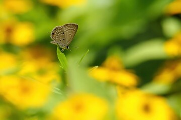 Selective focus shot of a brown butterfly on a leaf