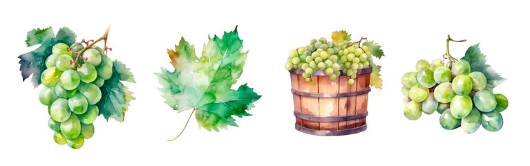 Green grape watercolor illustration, leaf and harvest in barrel and clusters isolated. Realistic painting for winery, vine farm and packaging - obrazy, fototapety, plakaty