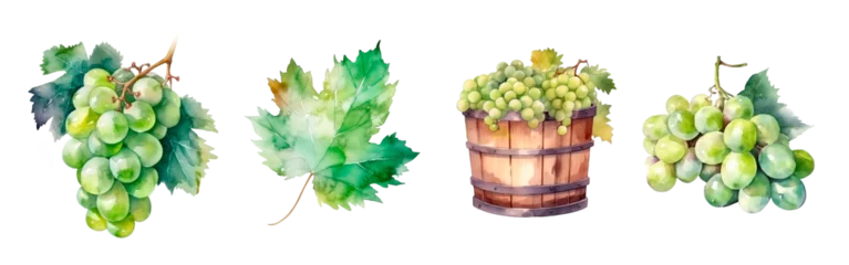 Foto op Canvas Green grape watercolor illustration, leaf and harvest in barrel and clusters isolated. Realistic painting for winery, vine farm and packaging © Anna Kutukova