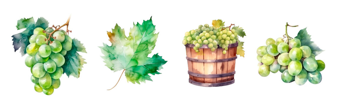 Green grape watercolor illustration, leaf and harvest in barrel and clusters isolated. Realistic painting for winery, vine farm and packaging © Anna Kutukova