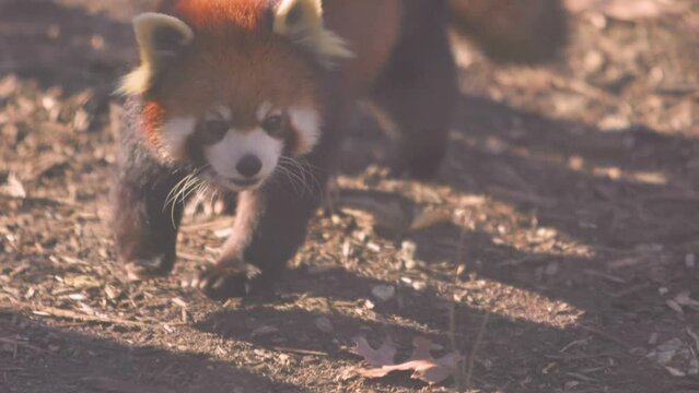 Red panda wandering in a zoo on a sunny day