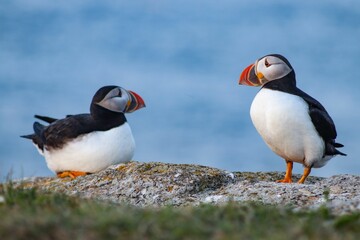 View of the Atlantic puffin birds on the sea coast