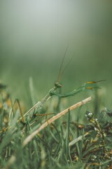 Vertical shot of a praying mantis on the ground in green grass