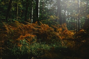 Obraz premium Scenic shot of beautiful tall orange plants in a forest with the autumn sun shining from above