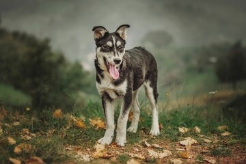 Black and white dog standing with a tongue out on a hill in a foggy background