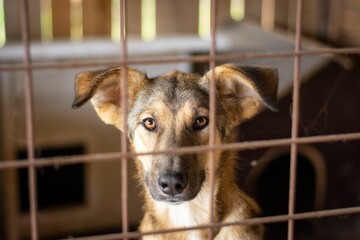 Closeup of an aspin breed dog looking behind a fence