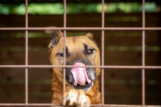 Closeup of a Perro de Presa Canario breed dog looking behind a fence