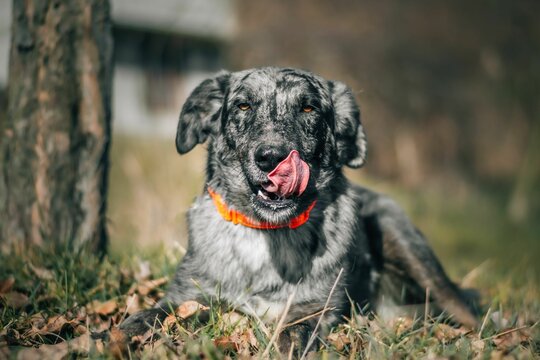 Leonese Sheepdog relaxes in a grassy field, its tongue playfully sticking out