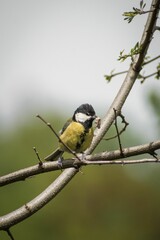 a Great tit perched on a tree with food in the beak