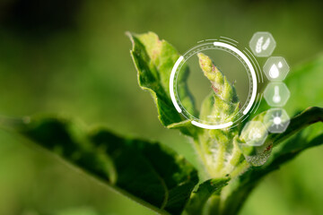 Close Up of Basil Plant Maintenance with Digital Technology for Data Analysis