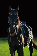 portrait of beautiful black stallion posing in nice green grass Alpine  meadow at sunny evening. close up