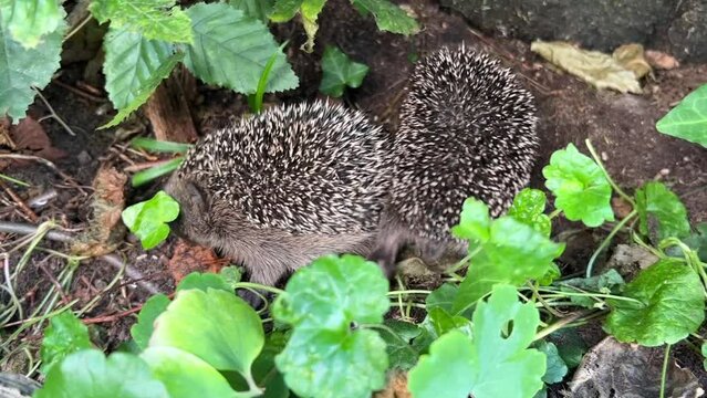 Two baby hedgehogs crawling and one is scratching itself