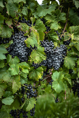 wine grapes