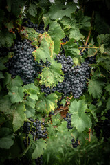 grapes on vine