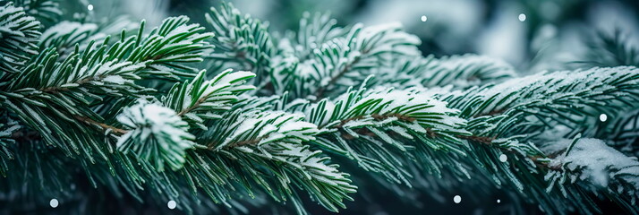 texture of snow-covered evergreen needles, showcasing the contrast between the white snow and deep green.