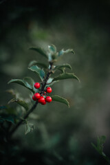 red berries on a bush