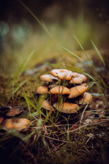 mushrooms in the forest