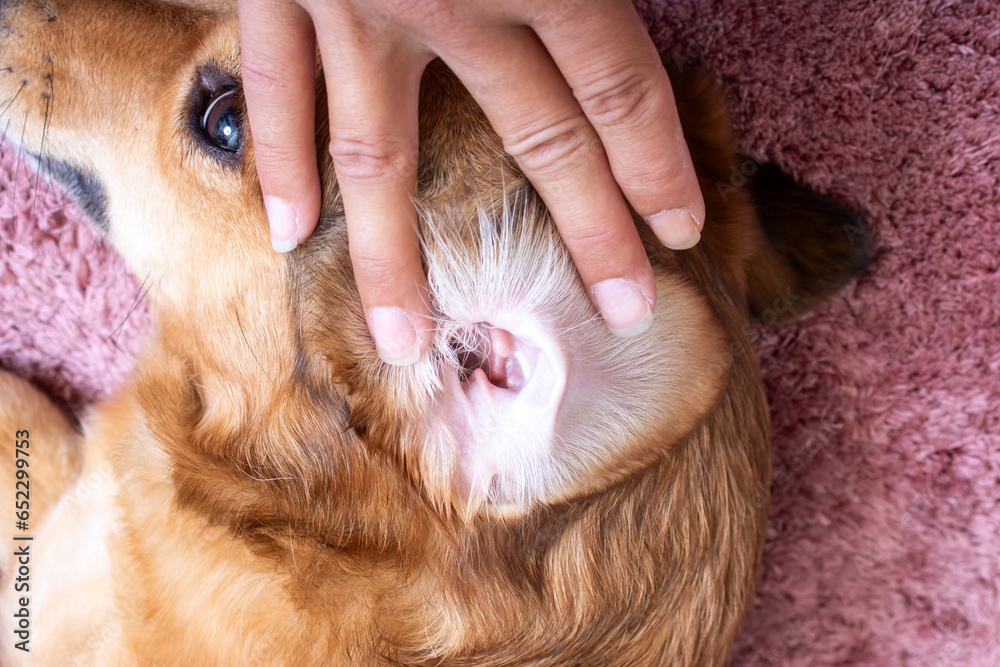 Wall mural veterinary examination of the dog's ear closeup