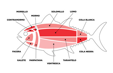 Tuna Cuts line diagram (ronqueo). Parts of tuna written in Spanish.