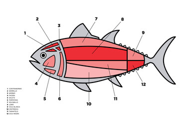 Tuna Cuts line diagram (ronqueo). Parts of tuna written in Spanish.