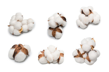 Cotton flower branch isolated on white background.