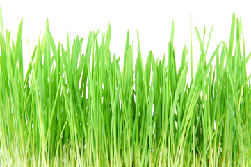 Fototapeta na wymiar Green grass isolated on a white background. 