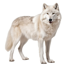 White wolf standing on transparent background