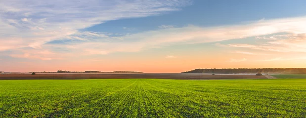 Photo sur Plexiglas Prairie, marais Panorama of a green field of young wheat sprouts, harvesting in the fields on the horizon and the sky in sunset colors